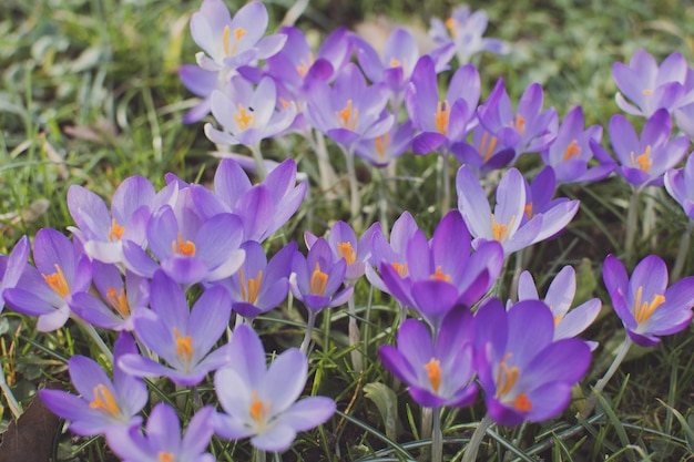 Azafranes morados y amarillos en primavera