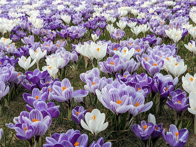 Azafranes de primavera florecientes