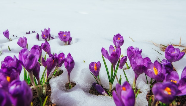 Azafranes de primavera en nieve derretida