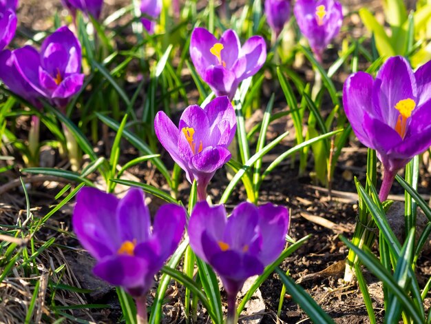 Azafranes púrpura primer plano luz desenfocada del año flores de primavera