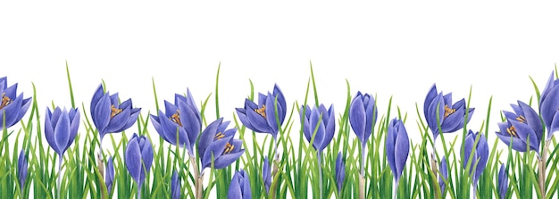 Azafranes púrpuras frontera perfecta acuarela flores de primavera ilustración sin fin