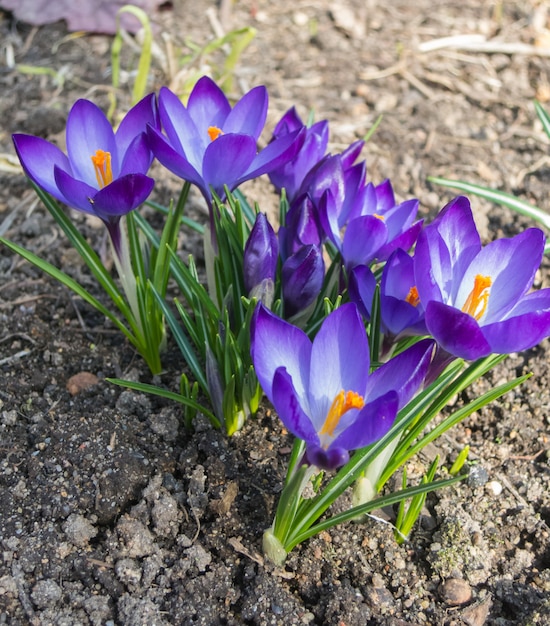 Azafranes que florecen en el jardín botánico