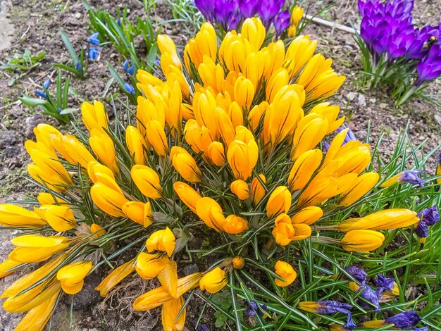 Azafranes que florecen en el jardín botánico