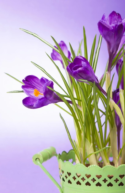 Azafranes tulipanes amarillos brillantes flores de primavera sobre fondo de madera