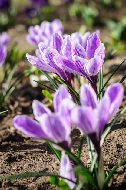 Azafranes violeta