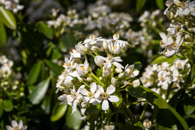 Azahar mexicano en primavera