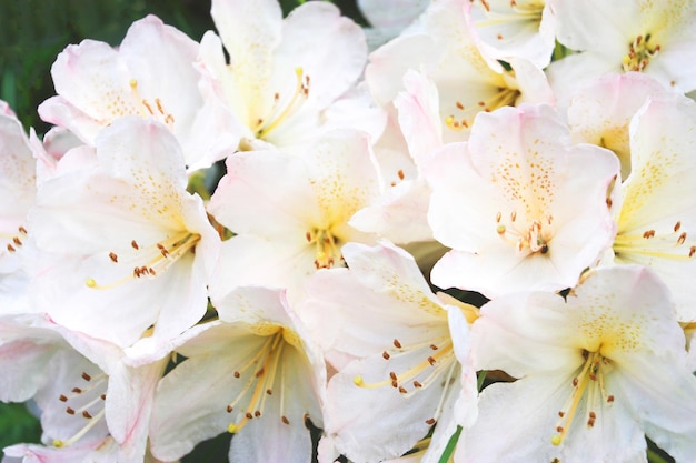 Azalea blanca floreciendo