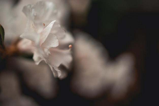 Foto azalea blanca en el jardín de verano