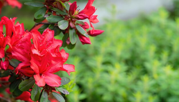 Azalea blüht im Garten mit Kopierplatz