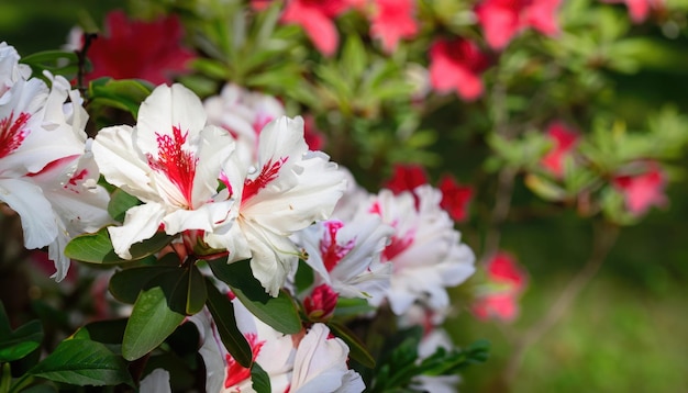 Azalea blüht im Garten mit Kopierplatz