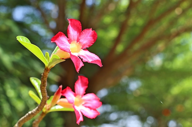 Azálea flores em tropical