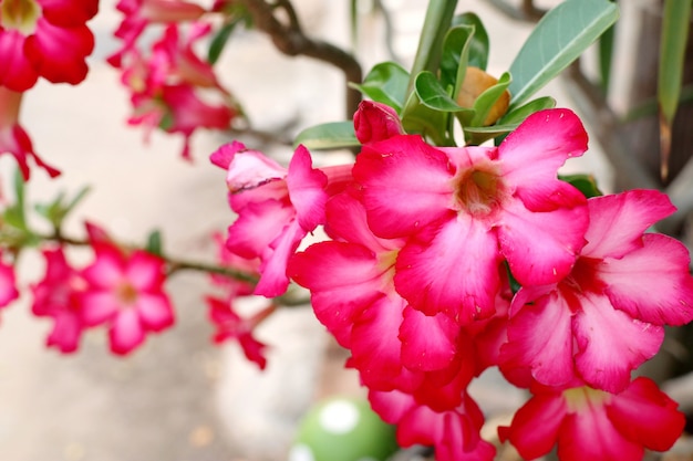 Azalea en flores tropicales.