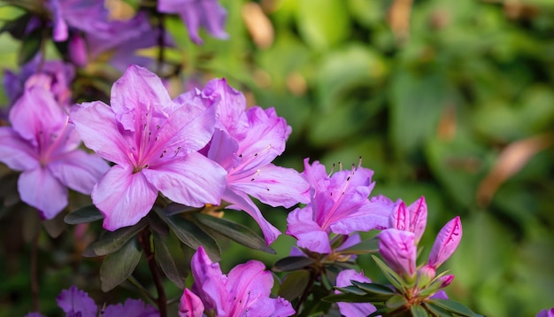 Azalea florescendo no jardim com espaço de cópia