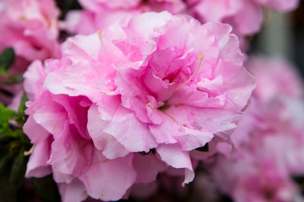 Azalea house bush rododendro híbrido florece en el jardín en junio primer plano de flores rosadas en primavera