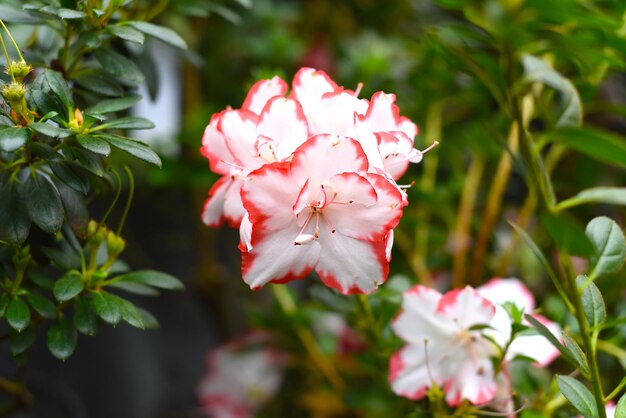 Azalea indica Taggi Rhododendron close-up