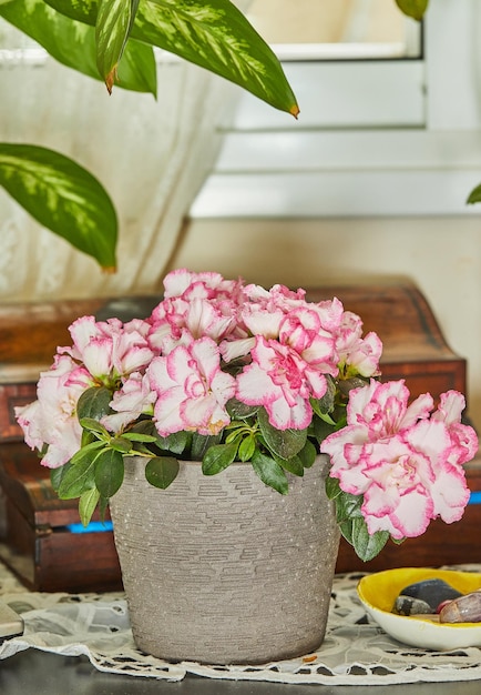 Azalea Rhododendron Las azaleas interiores son una hermosa planta multicolor que florece en invierno