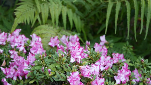 Azalea rhododendron flor morada en el bosque