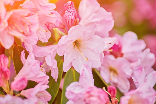 Azalea de rododendro rosa floreciente