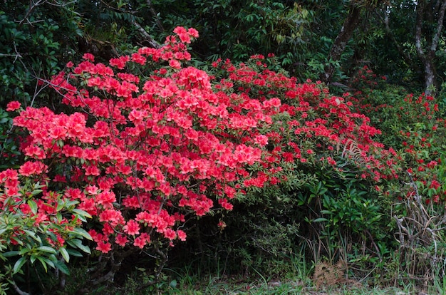 Azalea roja que florece en el árbol, Tailandia