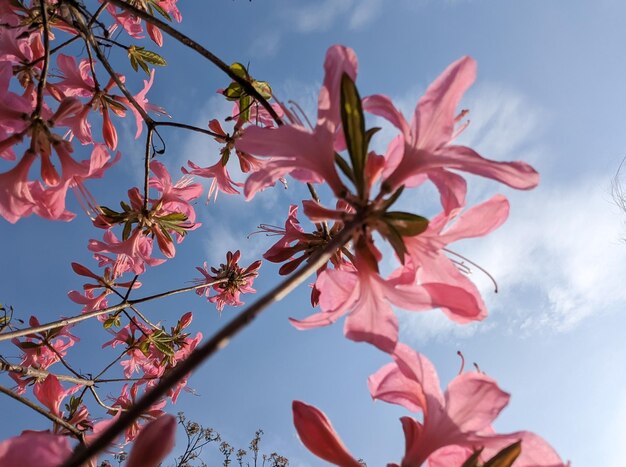 Foto azalea rosa en el jardín contra el cielo.