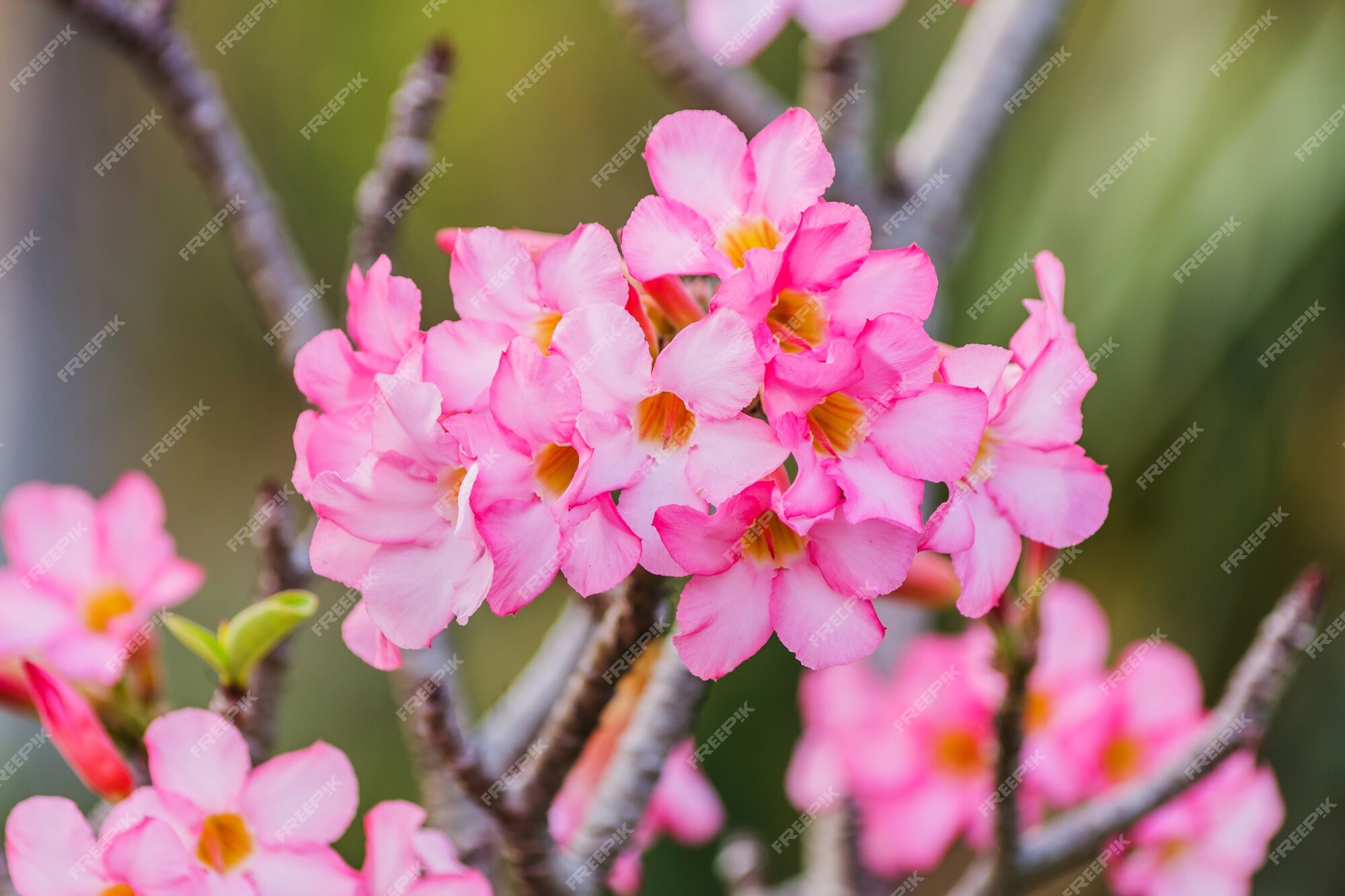 Página 24 | Imágenes de Azalea Fondo | Vectores, fotos de stock y PSD  gratuitos