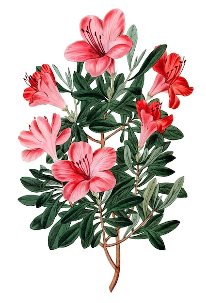 Azalea vermelha em flor png ilustração floral desenhada à mão