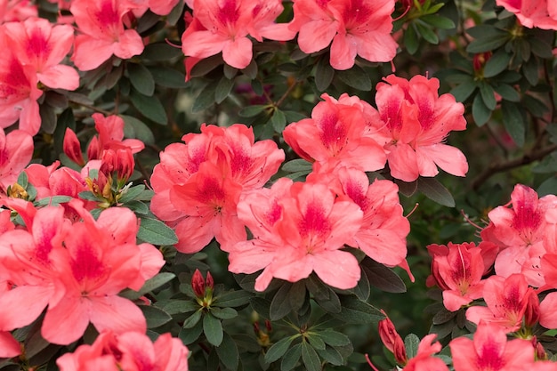 Azaleas florecientes del arbusto de rosa, flores exóticas rosadas de la primavera. Foto de alta calidad