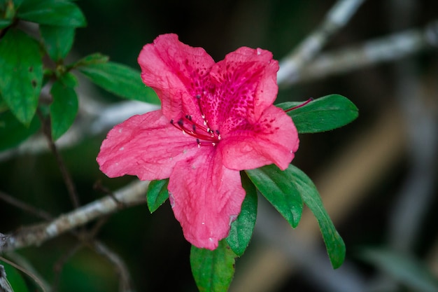 Azalee blüht für schöne blumen während der kalten jahreszeit. azalee ist der familienname einer blütenpflanze der gattung rhododendron.