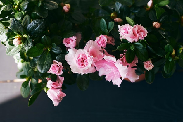 Azalee rosa Blüten blühen im Frühlingsbanner