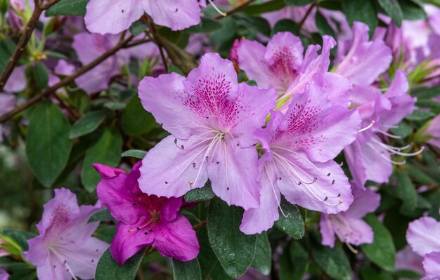 Foto azalee zierstrauchpflanze aus der familie der heidekrautgewächse mit rosa-weiß-gelben oder roten blüten