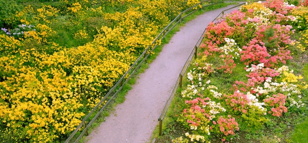 Azaleen blühen auf einem Blumenbeet im Park. Mehrfarbige Frühlingsblumen.