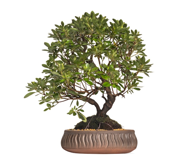 Azaleen-Bonsai-Baum, Rhododendron, lokalisiert auf Weiß