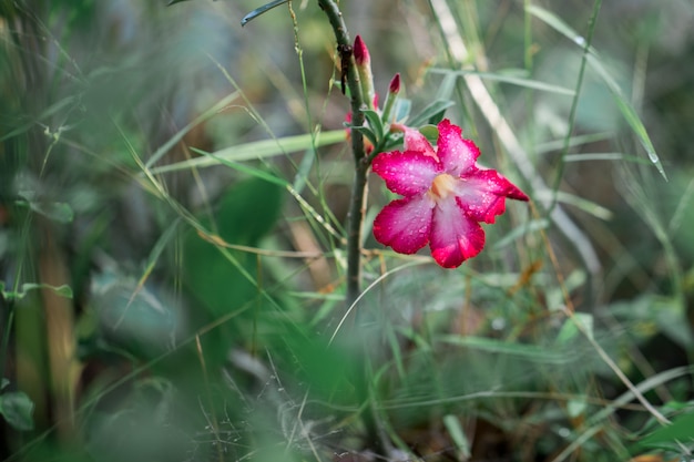 Azaleenblumen hinter dem Busch