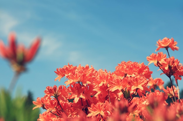 Azaleenblumen im Garten an sonnigen Tagen