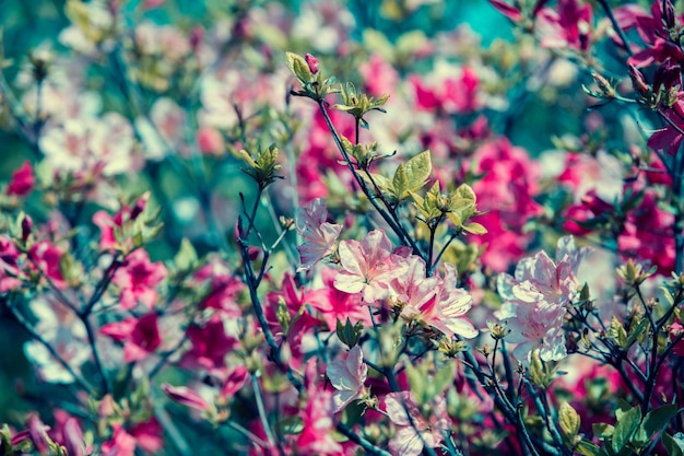 Azaleenblumen im Garten im natürlichen Frühlingsblumenhintergrund des sonnigen Tages