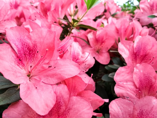 Foto azaléia flor que floresce na primavera. flores azaléia rosa japonesa.