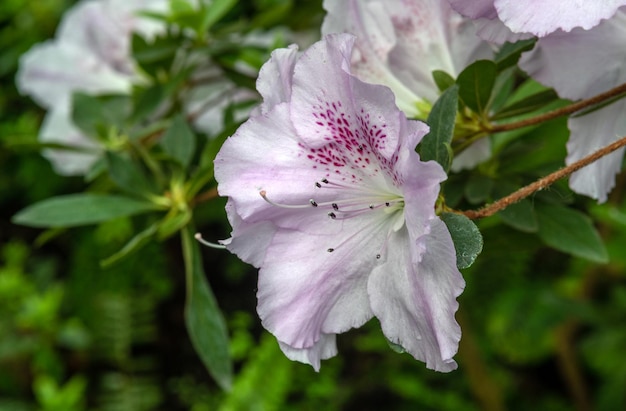 Foto azaléia planta arbustiva ornamental da família das urzes com flores brancas rosa amarelas ou vermelhas