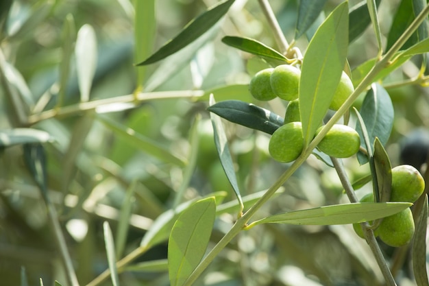 Azeite verde-oliva pendurado em uma árvore