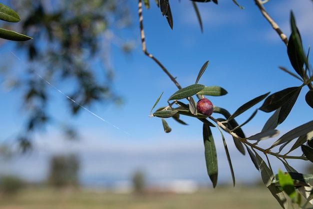 Azeitona preta pendurada na oliveira olea europaea mediterranea