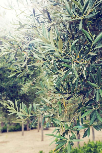Azeitonas e oliveiras em dia de verão. Natureza da estação