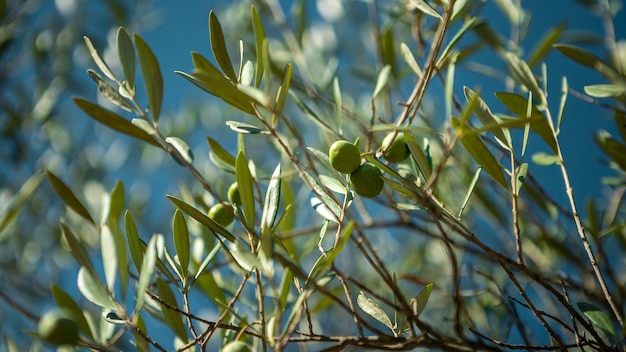 Azeitonas frescas colhidas em um campo para a produção de azeite na Andaluzia, ao sul do país espanhol. Plantação tradicional de oliveira com céu azul.