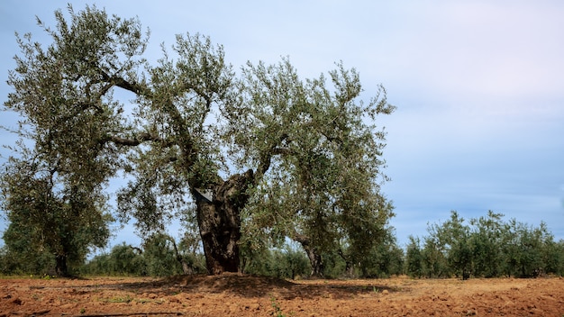 Azeitonas frescas colhidas em um campo para a produção de azeite na Andaluzia, ao sul do país espanhol