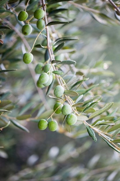 Azeitonas na oliveira na imagem da natureza da estação do outono