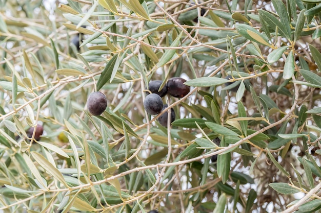 Azeitonas pretas maduras na árvore