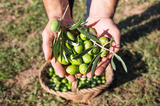 Foto azeitonas recém-colhidas nas mãos do agricultor