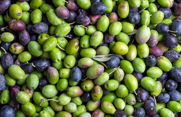 Azeitonas verdes e pretas com folhas de textura de fundo colheita italiana