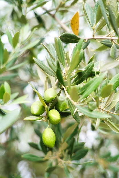 Azeitonas verdes em olivais