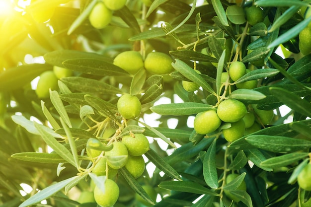 Azeitonas verdes em uma árvore no conceito de agricultura de colheita de alimentos naturais ao nascer do sol