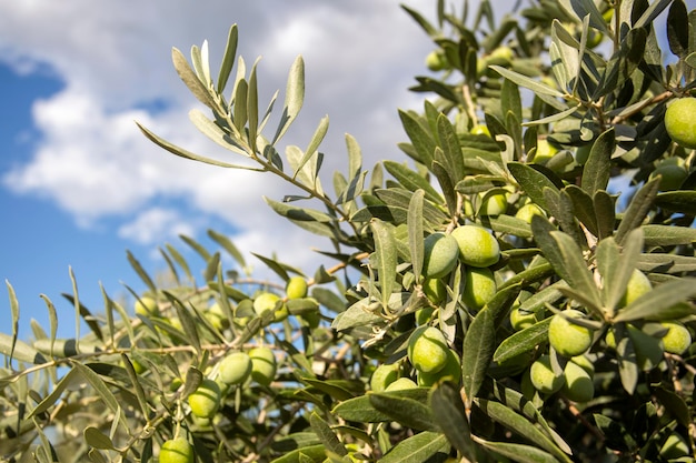 Azeitonas verdes frescas na oliveira