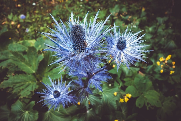 Azevinho do mar alpino eryngium alpinum no parque nacional de vanoise, savoie, frança